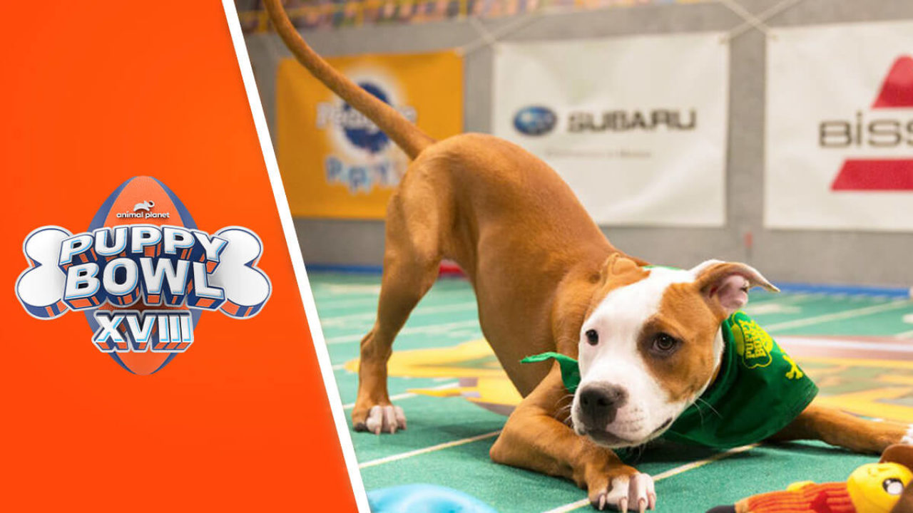 Who Won Puppy Bowl Mvp