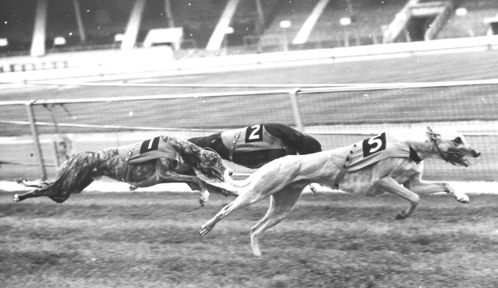 English Greyhound Derby